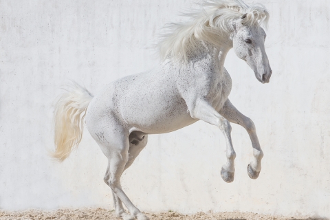 fineartcolor304-WhiteStallionJumpsUp