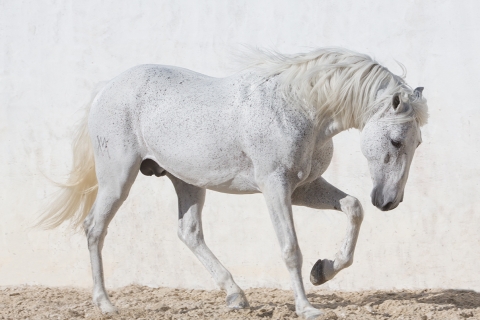 fineartcolor305-WhiteStallionPaws