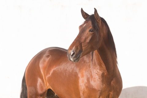 fineartcolor306-BayStallionStands