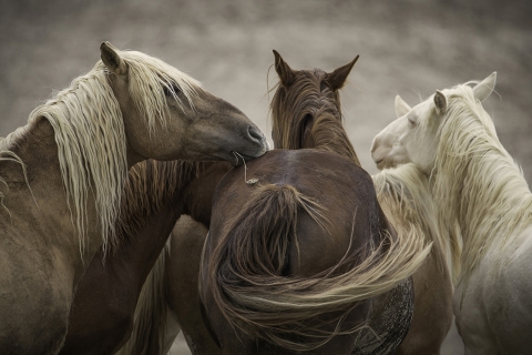 fineartcolor312-Corona'sFamily