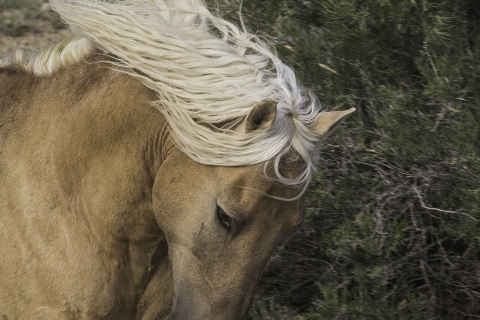 fineartcolor313-Corona'sPride