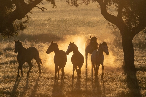 FineArtColor-417-Young StallionsPlayatDawn