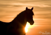 wild horse, mustang in McCullough Peaks, WY - pinto mare at sunrise