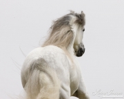 Ojai, CA, purebred horse, grey Andalusian stallion, running, from behind