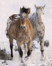 Flitner Ranch, Shell, WY, horses in winter, purebred appaloosas run