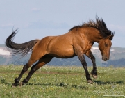wild horse, red dun stallion in Pryor Mountains, MT leaping