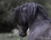 fineartcolor-058-TheFrenchStallion