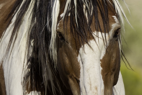 fineartcolor-002-PicassosEyes