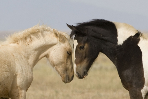 Wild Horses 2012