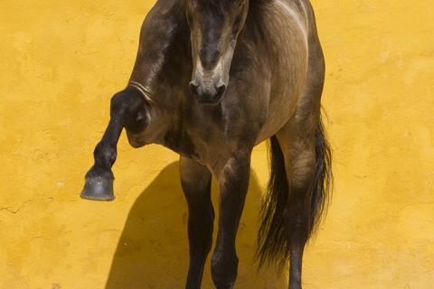 fineartcolor-042-LusitanoStallionReachesOut