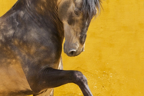 fineartcolor-042-ProudLusitanoStallion