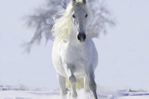 fineartcolor-053-SnowStallionandTree