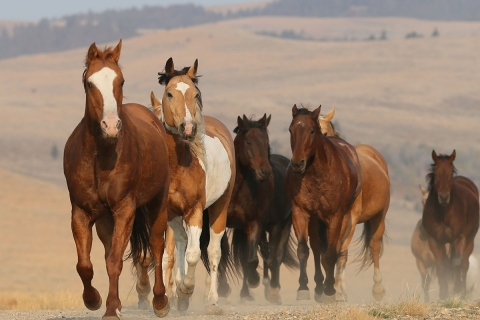 fineartcolor-055-HorsesComingOvertheHill