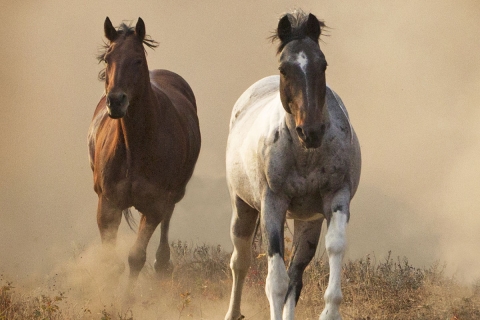 fineartcolor-056-TwoHorsesRunThroughtheDust