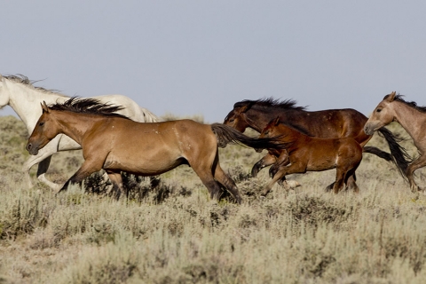 Wild Horses 2012