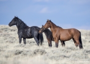 GreatDivideBasin-103