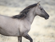 GreatDivideBasin-108