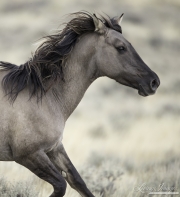 GreatDivideBasin-109