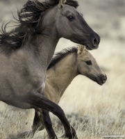 GreatDivideBasin-110