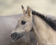 GreatDivideBasin-115