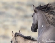 GreatDivideBasin-117