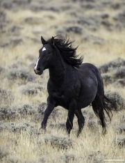 GreatDivideBasin-121