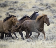 GreatDivideBasin-124