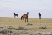 wild horses, mustangs in Divide Basin, WY - bay mare and two foals