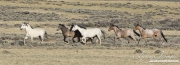wild horses, mustangs in Divide Basin, WY - grey stallion leads his band trotting
