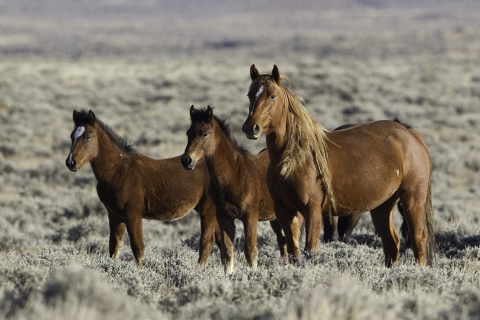 GreatDivideBasin-009