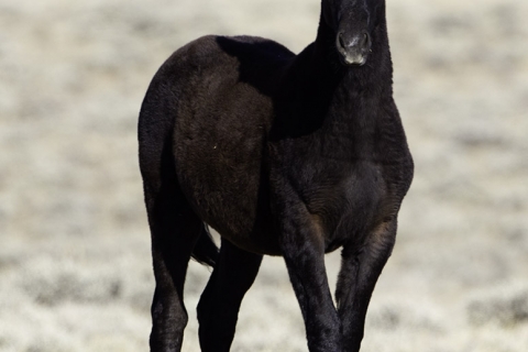 GreatDivideBasin-010