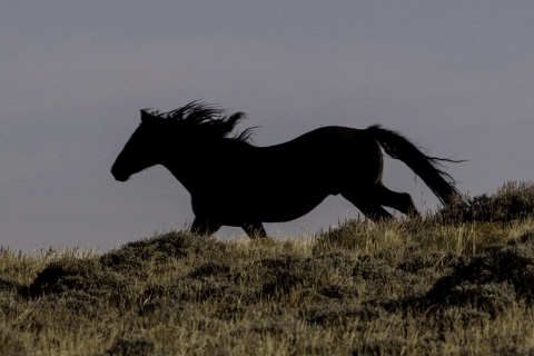 GreatDivideBasin-011