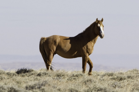 GreatDivideBasin-012