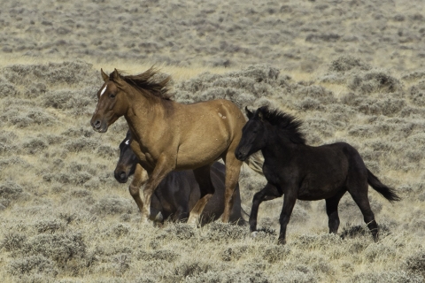 GreatDivideBasin-013