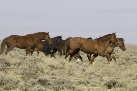 GreatDivideBasin-014