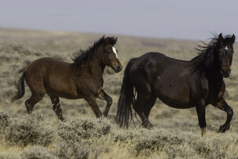 GreatDivideBasin-015