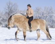 riding Norwegian Fjord stallion bareback without bridle in snow in Berthoud, CO