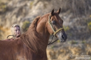 Ojai, Arabian stallion, woman