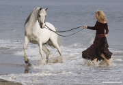 purebred Grey Arabian stallion in the surf with owner in Ojai, CA