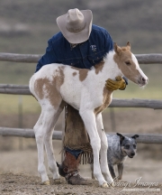 Sombrero Ranch, Craig, CO, cowboy holding foal with cowdog