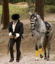 Purebred horse in Castle Rock, CO, grey Andalusian mare and rider in authentic Spanish attire
