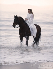 Bay Azteca stallion on th beach in Ojai, CA
