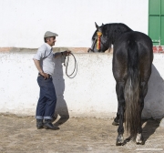 Grey Andalusian stallion drinks with handler holding in Osuna, Spain