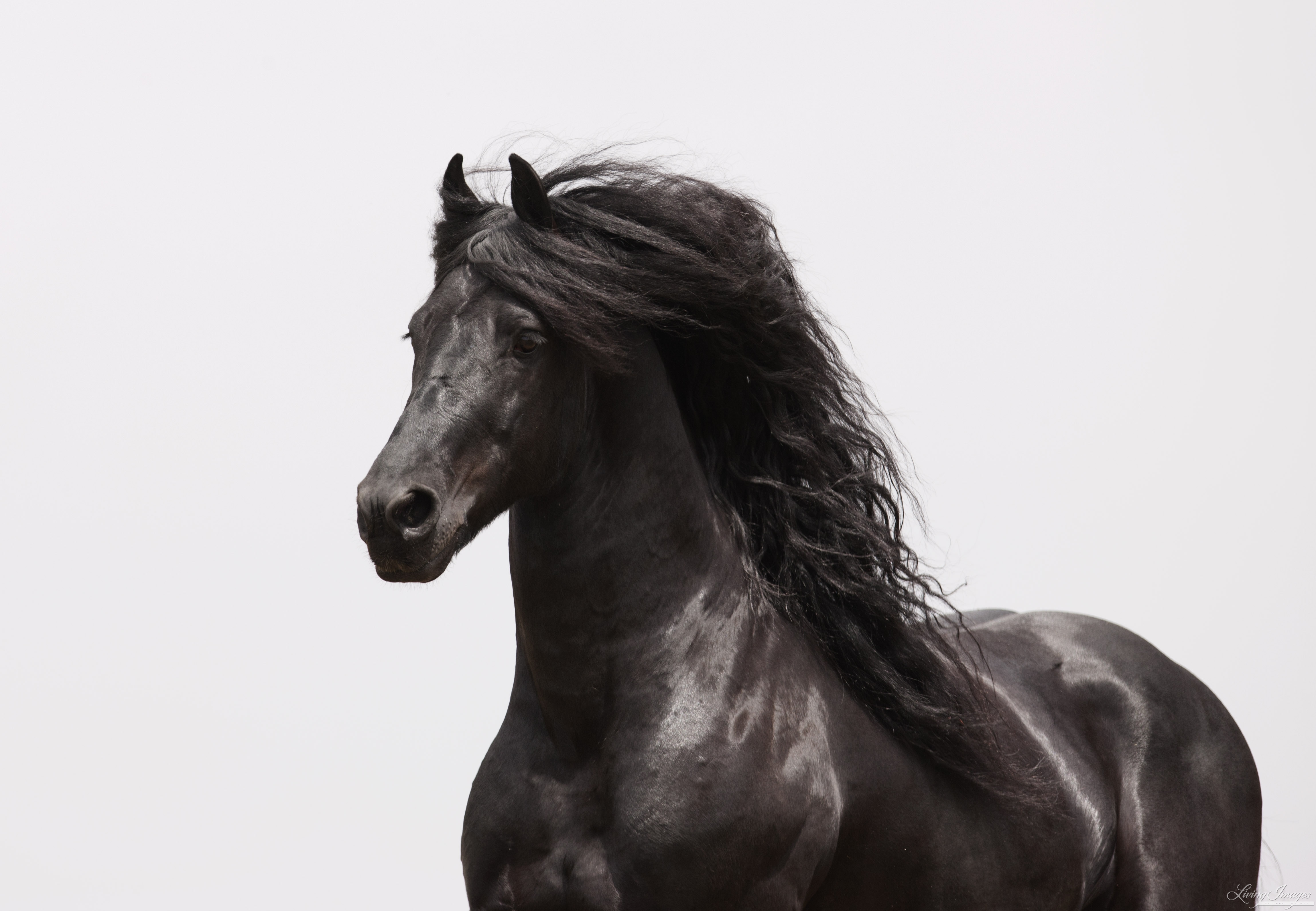 Лошади вытянувшие черные головы и согнувшиеся. Андалузская лошадь. Фризская лошадь гнедая. Андалузская лошадь Вороная. Андалузская лошадь гнедая.