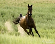purebred Bay Dutch Warmblood mare running in Longmont, CO