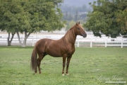 purebred Chestnut Paso Fino stallion, Ojai, CA