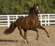 purebred Chestnut Peruvian Paso Stallion in Ojai, CA