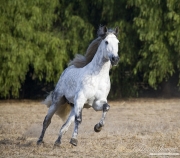 purebred grey Andalusian stallion running in Ojai, CA