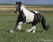 purebred Gypsy Cobb stallion running in Longmont, CO