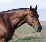 purebred Bay Quarter Horse stallion in Longmont, CO